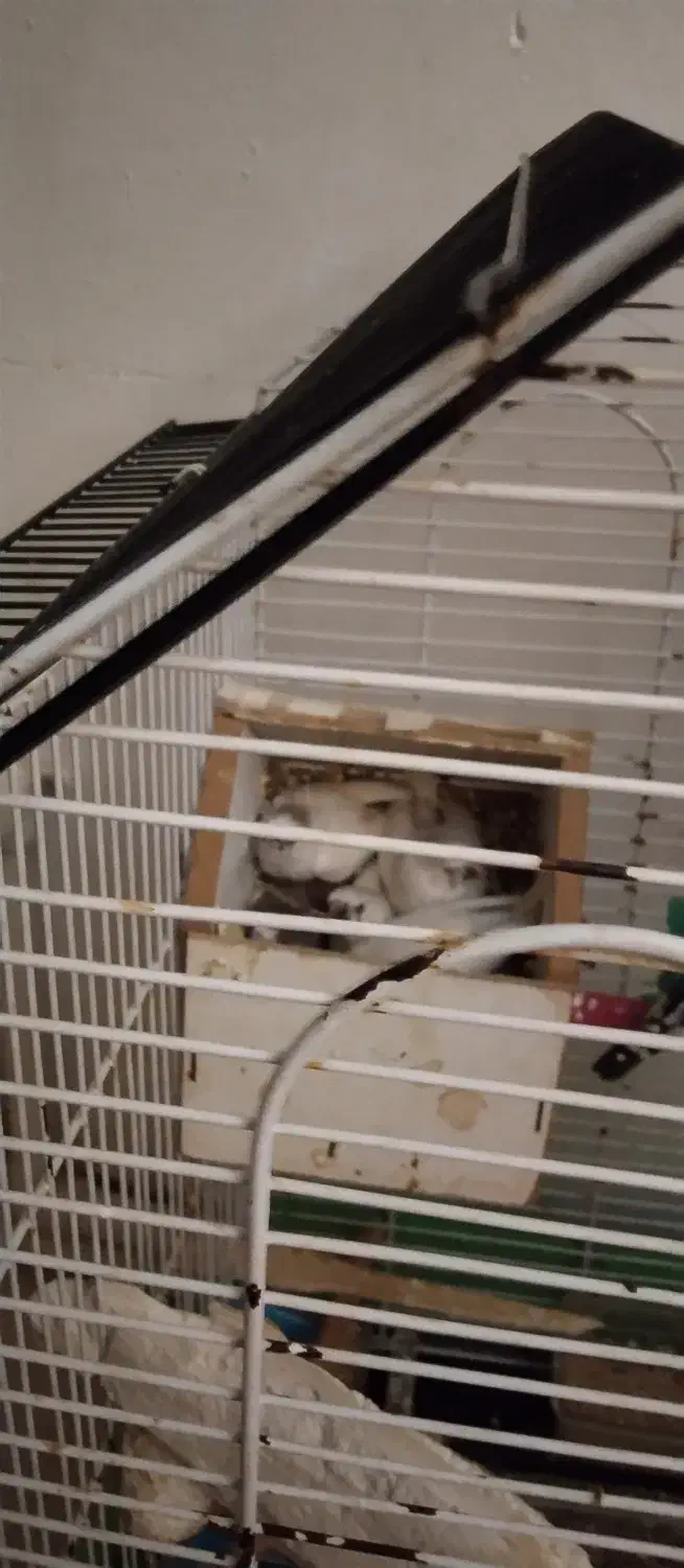 فنج|پرنده|کرج, ساسانی (قلمستان)|دیوار