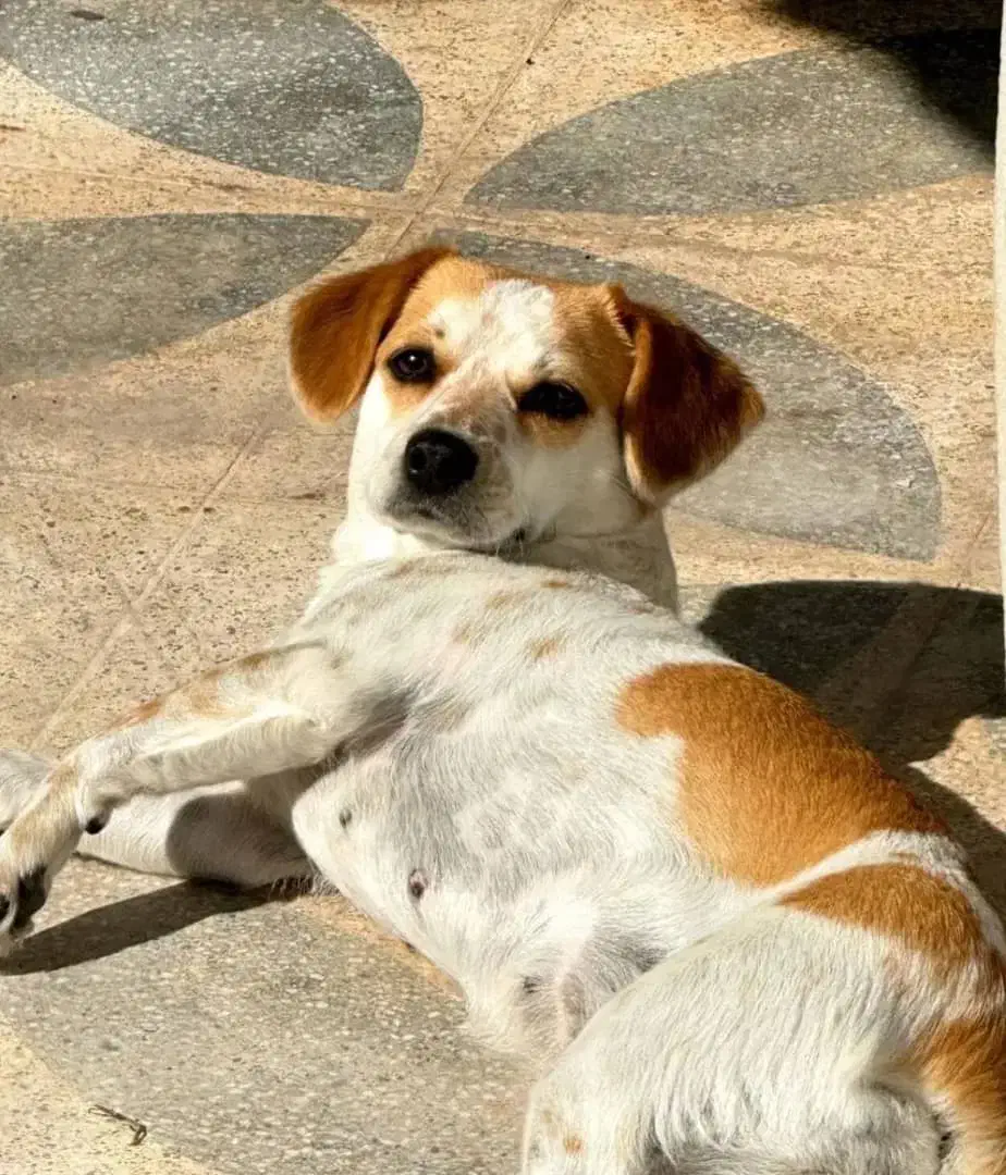 واگذاری|سگ|کازرون, |دیوار