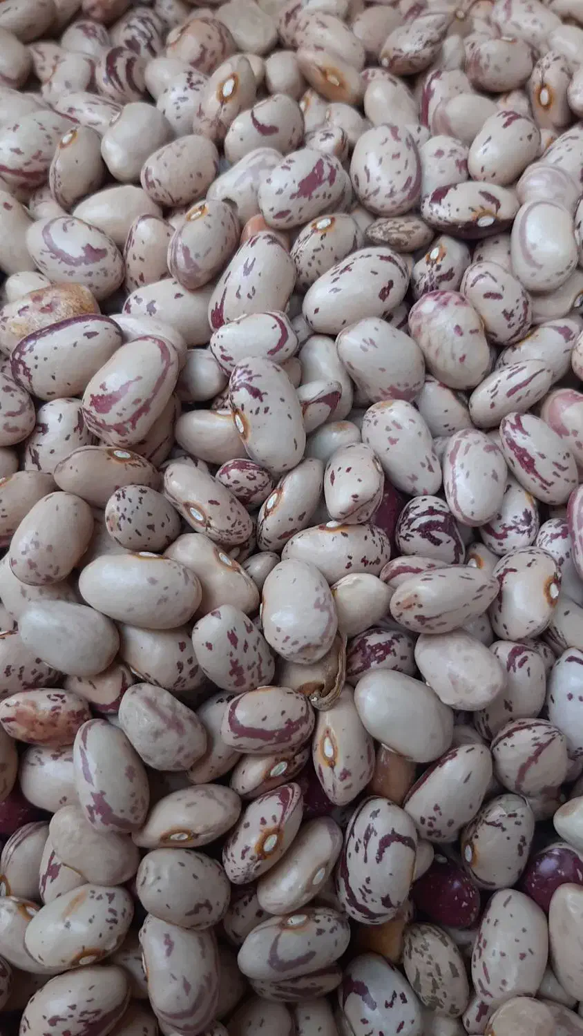 لوبیا چیتی و چشم بلبلی  و عدس|خوردنی و آشامیدنی|خوی, |دیوار