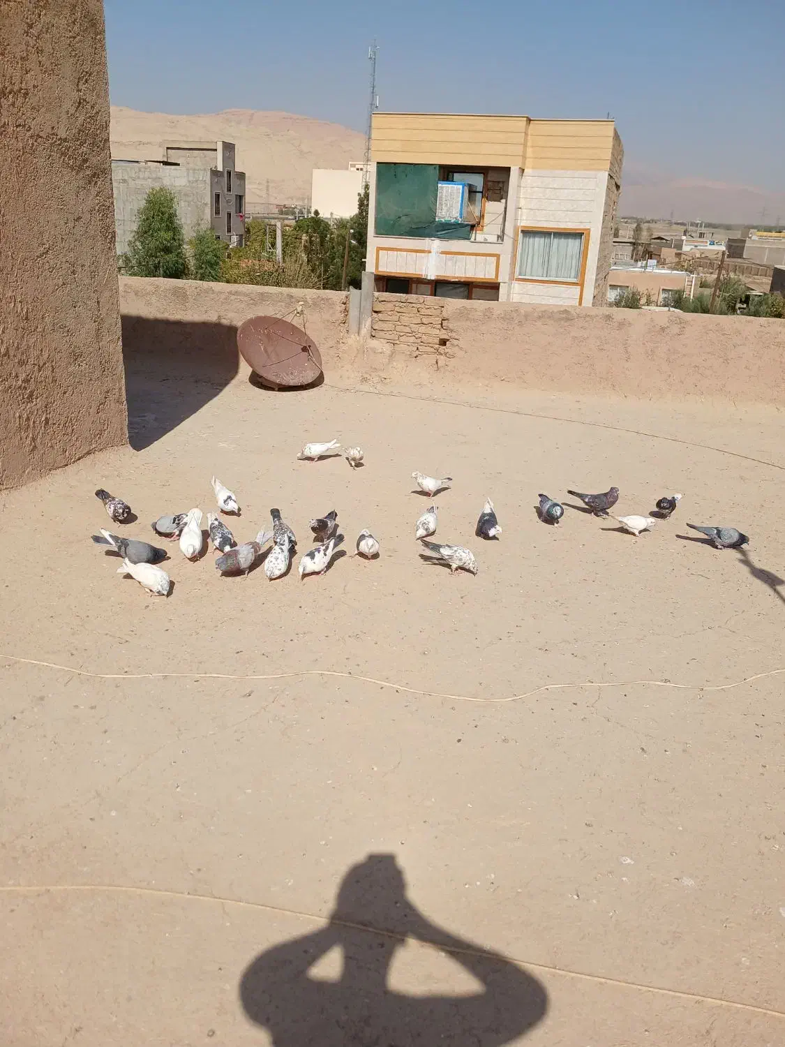 کبوتر|پرنده|گرمسار, |دیوار