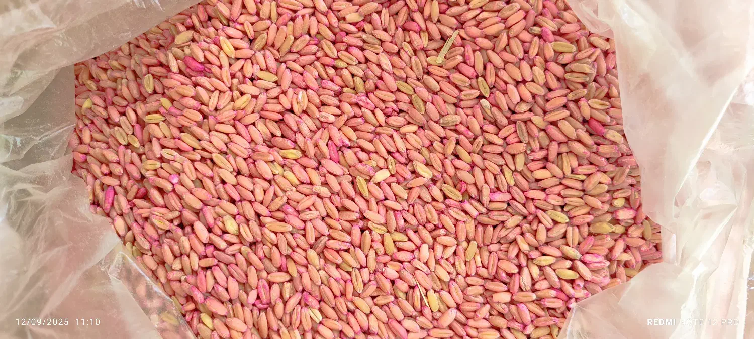 فروش گندم بوجاری شده|خدمات باغبانی و درختکاری|قیدار, |دیوار