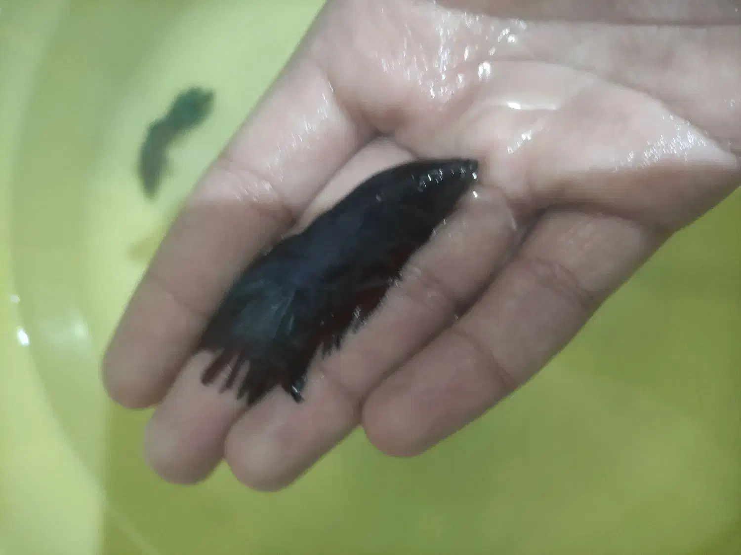 سیچلاید ، فایتر نر و ماده|ماهی|مشهد, امیر آباد|دیوار