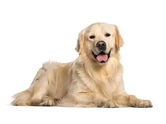 سگ پیدا شده|سگ|یزد, |دیوار