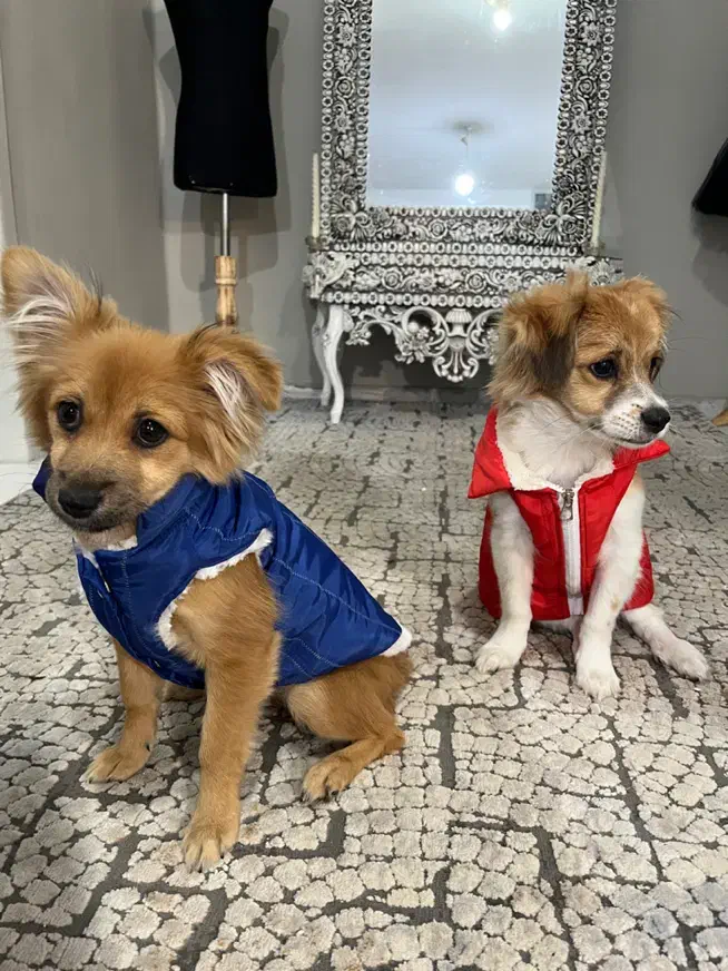 سگ خانگی|سگ|بجنورد, |دیوار