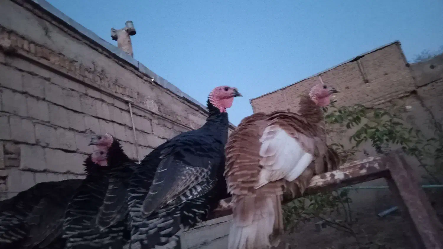 بوقلمون طبیعی ومحلی|حیوانات مزرعه|مشگین شهر, |دیوار