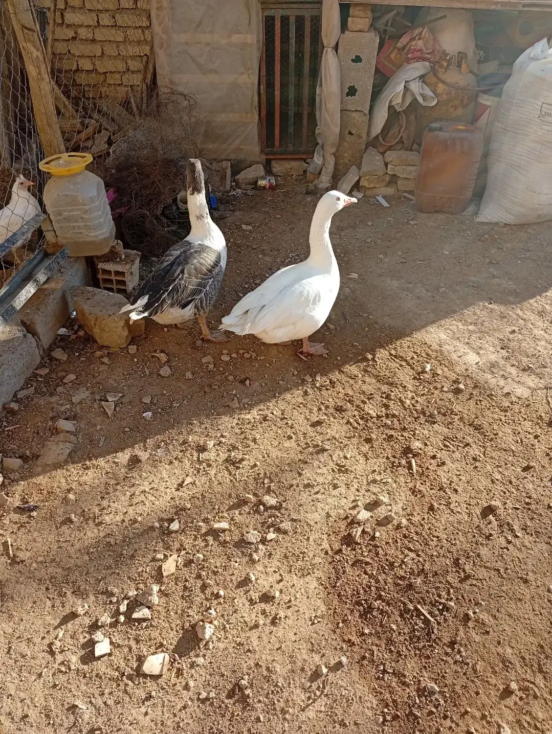 غاز مرغ کبوتر|حیوانات مزرعه|لاران, |دیوار