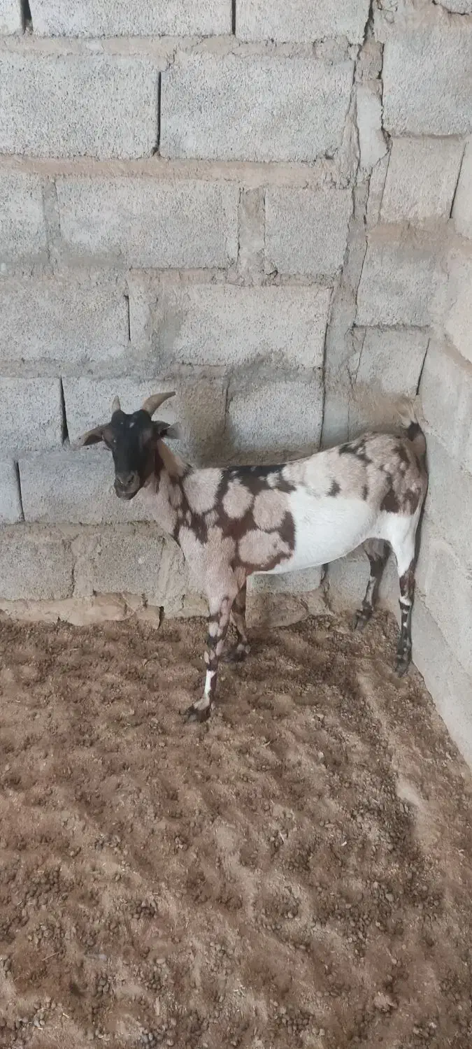 بز کاموری با بز سومال|حیوانات مزرعه|مهرستان, |دیوار