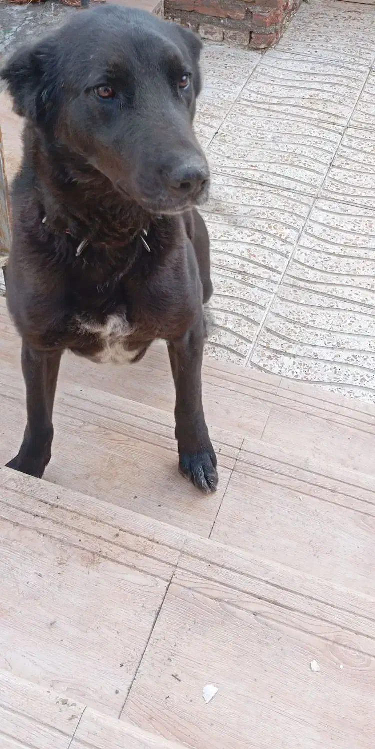 فروش سگ|سگ|مراغه, |دیوار