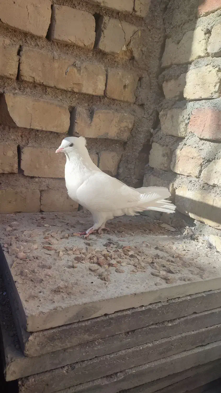 طوقی و سفید|پرنده|شیراز, کوشک میدان|دیوار