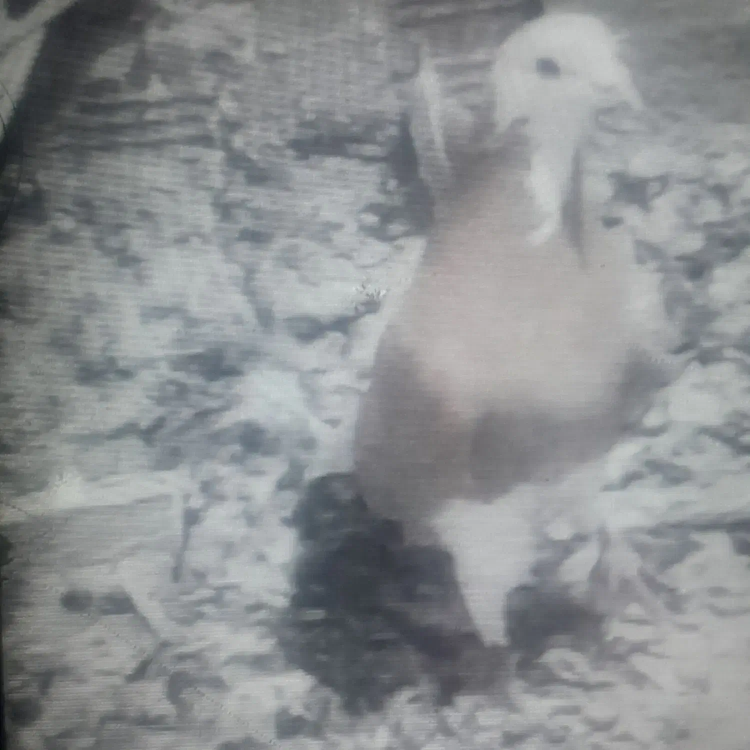 درودخدمت همه عشق بازان این حیوان گم شد بادبود|حیوانات|بجنورد, |دیوار