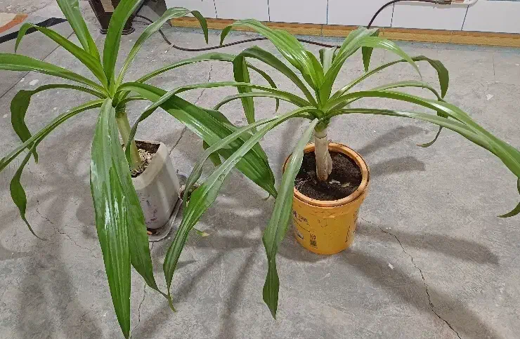 گل برگموزی|گل و گیاه طبیعی|زرند, |دیوار