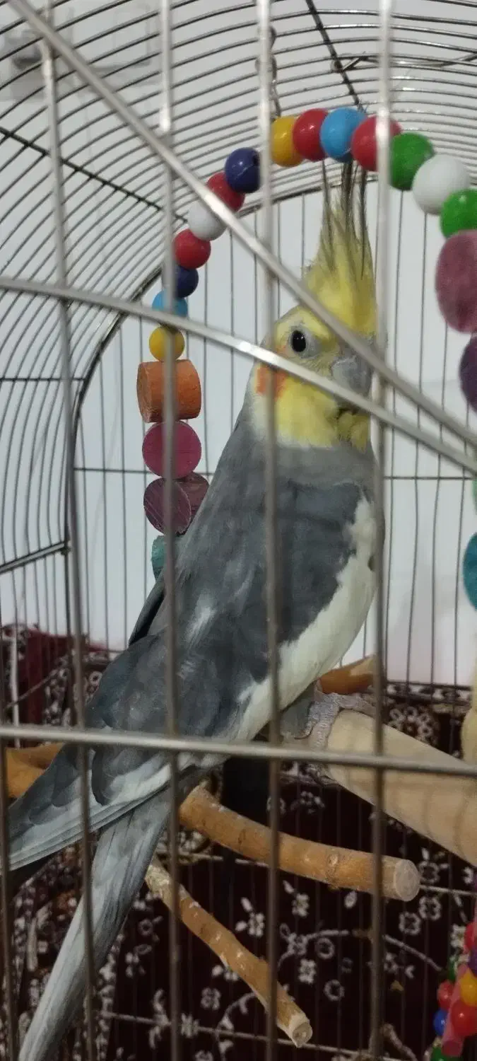 عروس هلندی و مرغ لاری|پرنده|قیدار, |دیوار