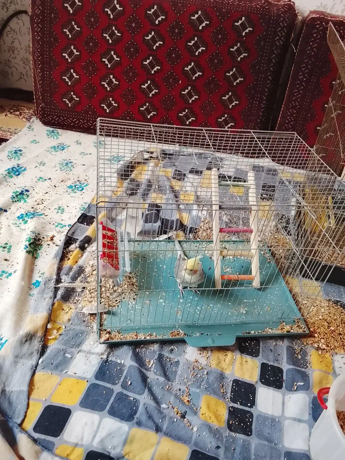 عروس هلندی|پرنده|کوهبنان, |دیوار