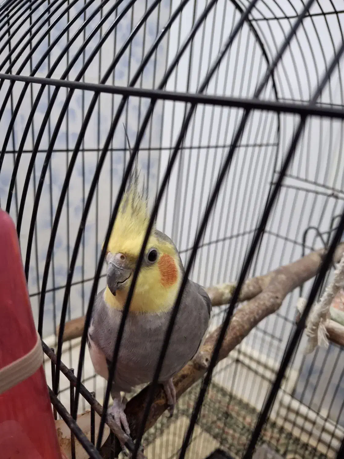 عروس هلندی|پرنده|پلدشت, |دیوار