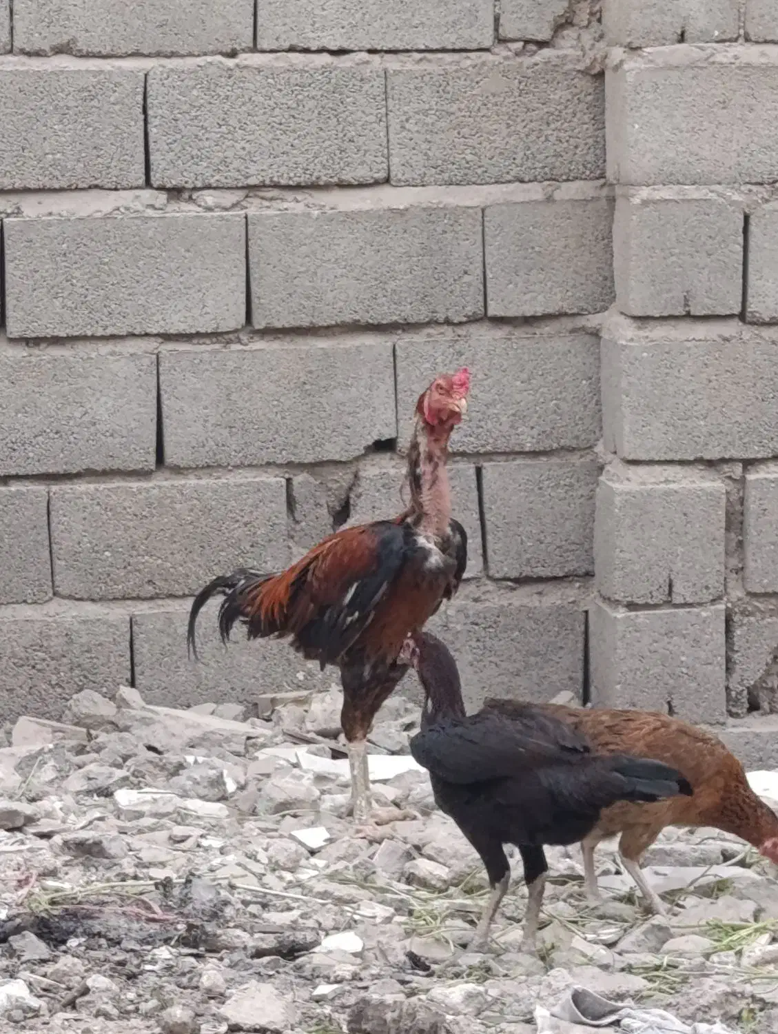 یک عدد خروس افغان ۵دانگ|حیوانات مزرعه|شمیل, |دیوار