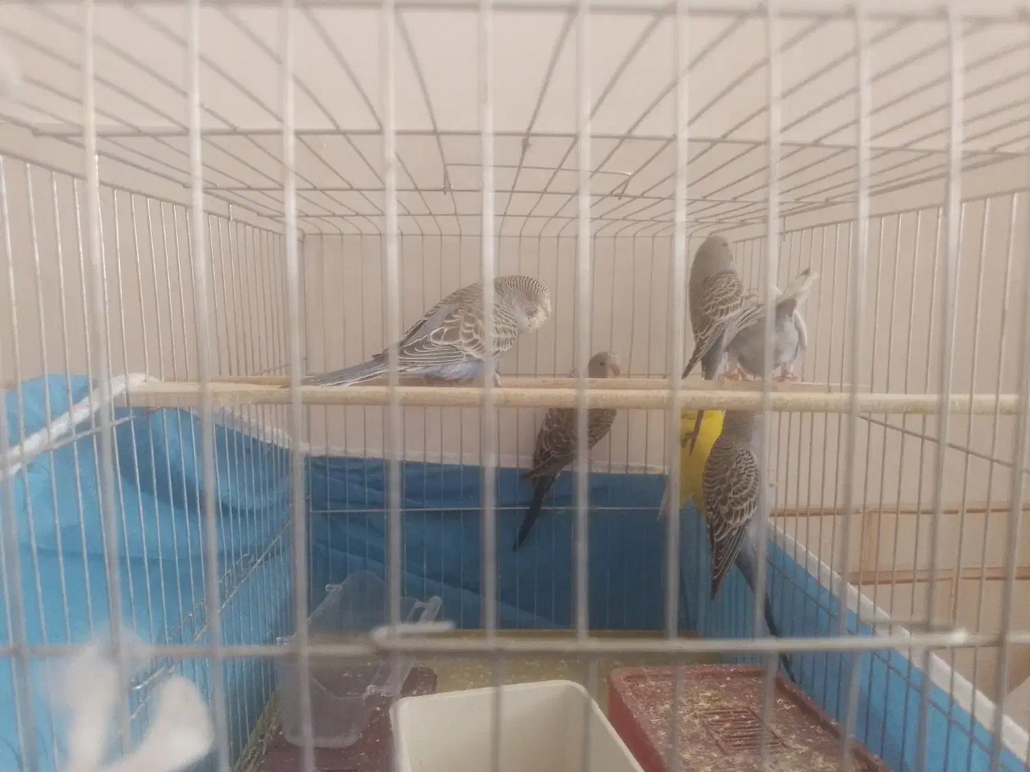 فروش قناری مرغ عشق عروس هلندی پرورش یافته درسالن|پرنده|سیستان, |دیوار