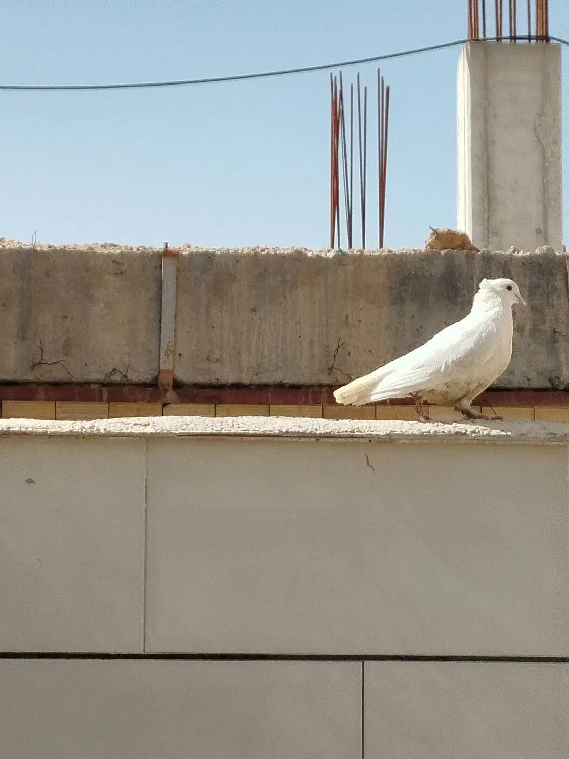 کفتر سفید|پرنده|خمینی‌شهر, |دیوار