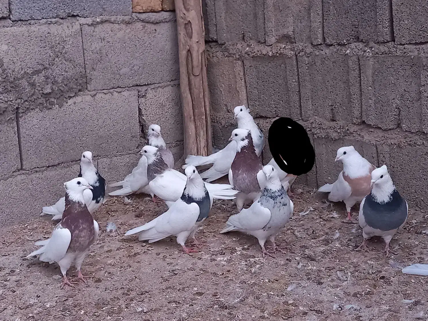 کبوتر طوقی تیپ|پرنده|کرمانشاه, |دیوار