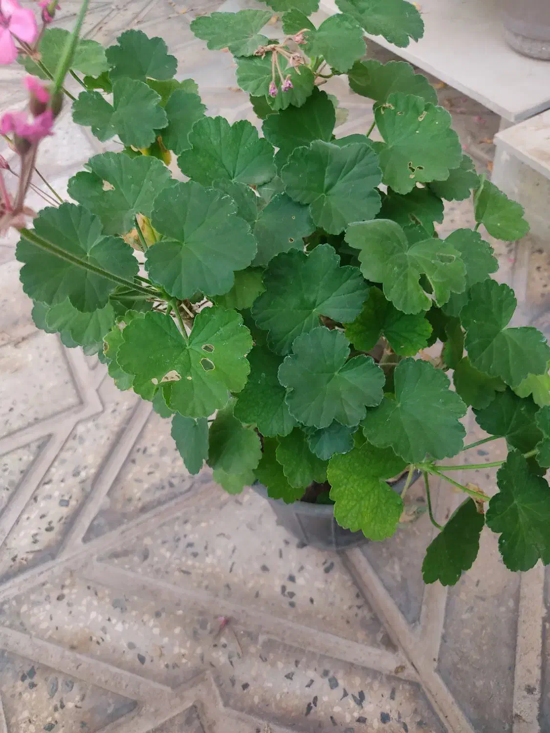 گل وگیاه|گل و گیاه طبیعی|محمدیه-قزوین, |دیوار