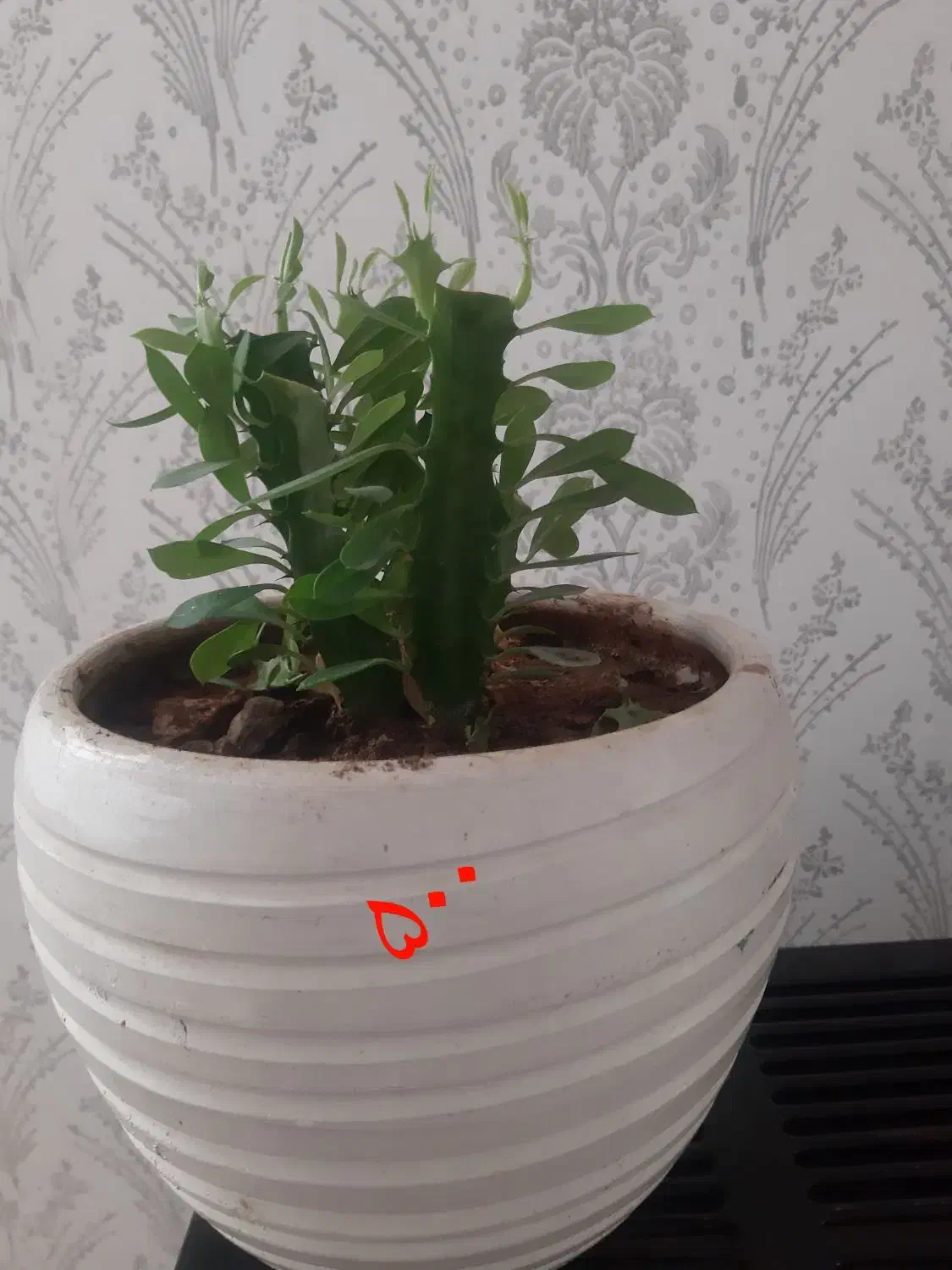 گل وگیاه طبیعی|گل و گیاه طبیعی|سرپل ذهاب, |دیوار