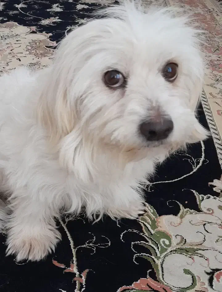 سگ خانگی|سگ|دزفول, |دیوار