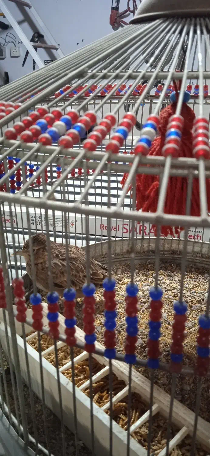 سره‌خاکی|پرنده|ساوه, |دیوار