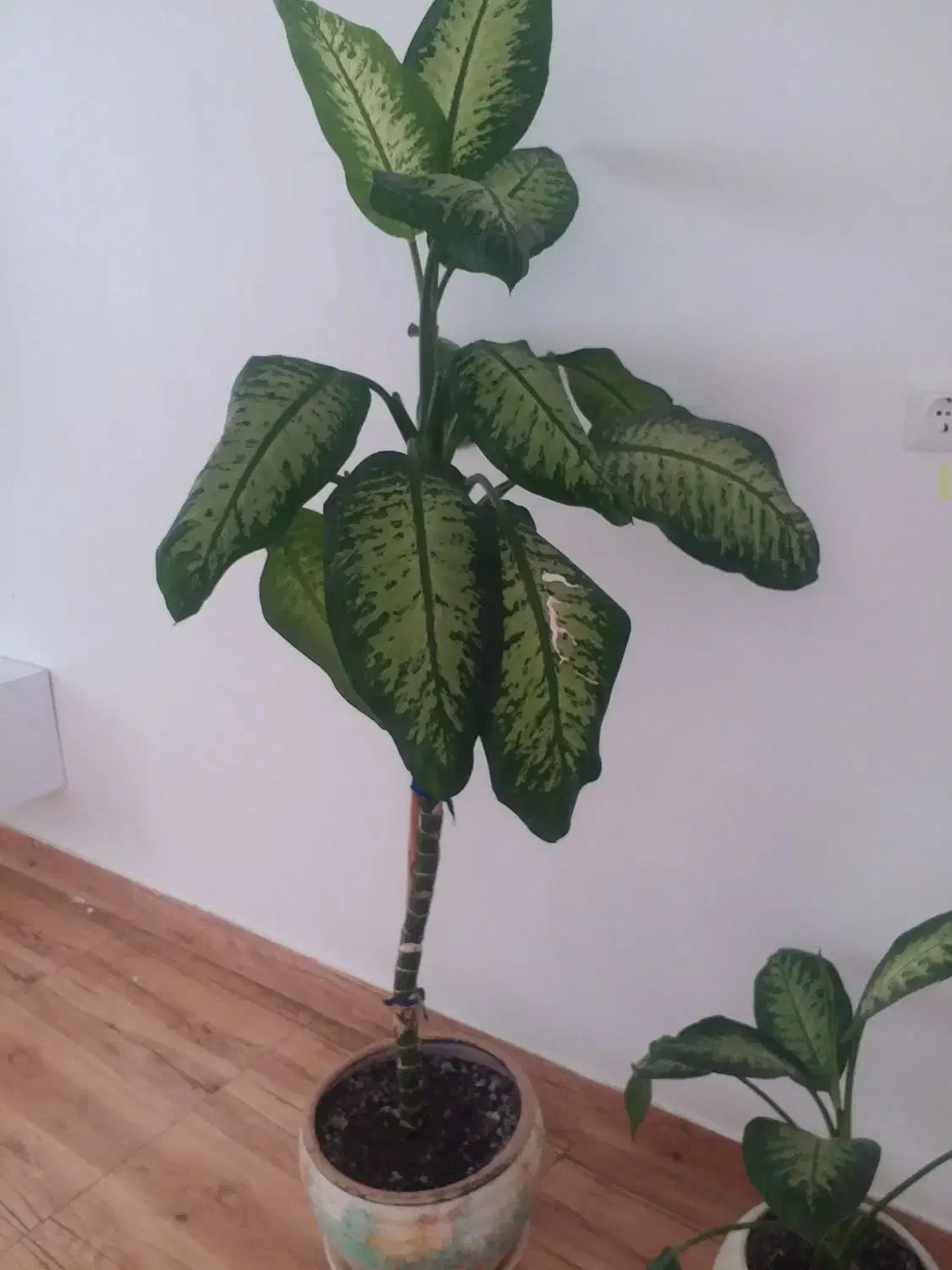 گل دیفن ۱۸۰ قد(نمین)|گل و گیاه طبیعی|نمین, |دیوار