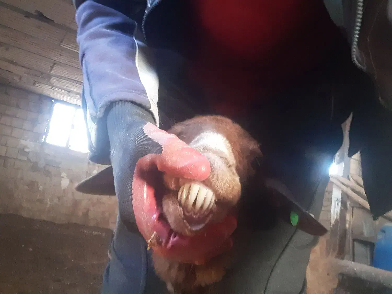 میش و بره|حیوانات مزرعه|ماهدشت, |دیوار