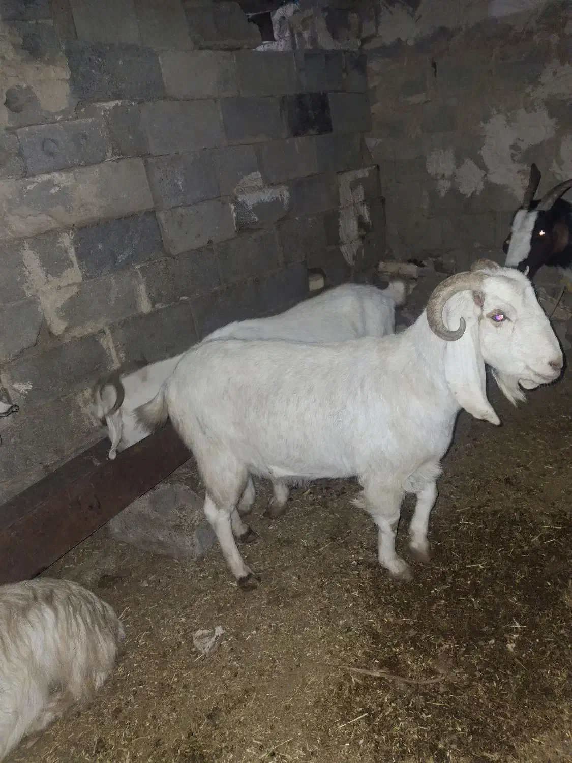 حیوانات مزرعه|حیوانات مزرعه|اصفهان, سرشبادران|دیوار