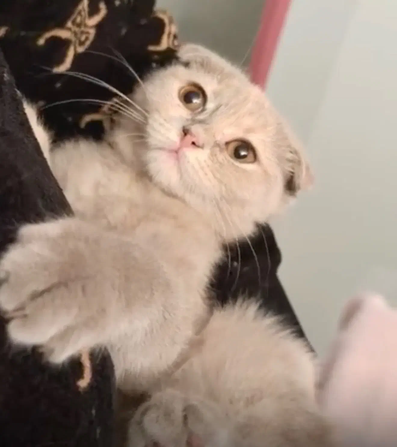 گربه اسکاتیش و بریتیش لیلاک|گربه|کرج, شهرک جهان‌نما|دیوار