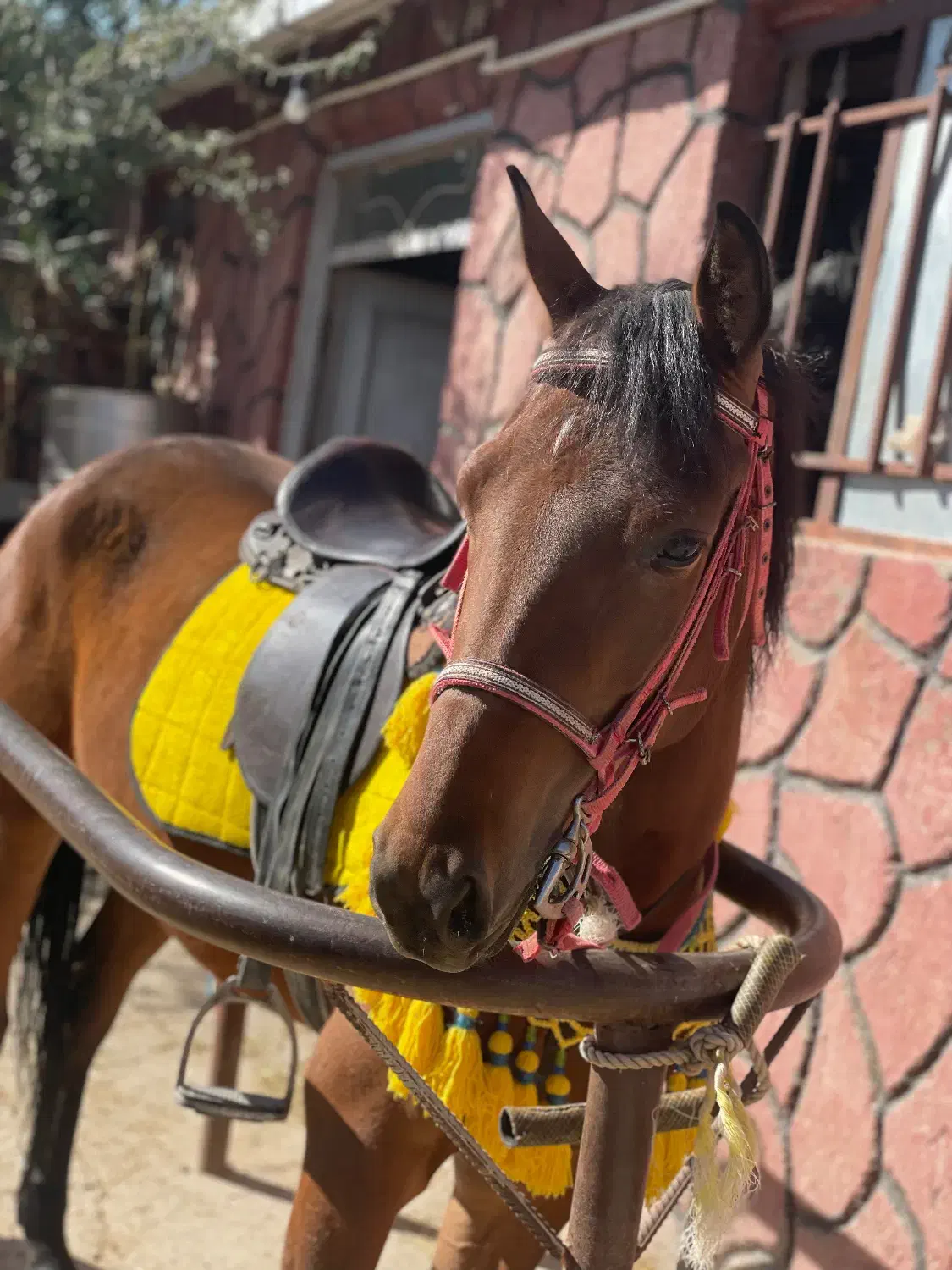 اسب مادیان|اسب و تجهیزات اسبسواری|تبریز, |دیوار