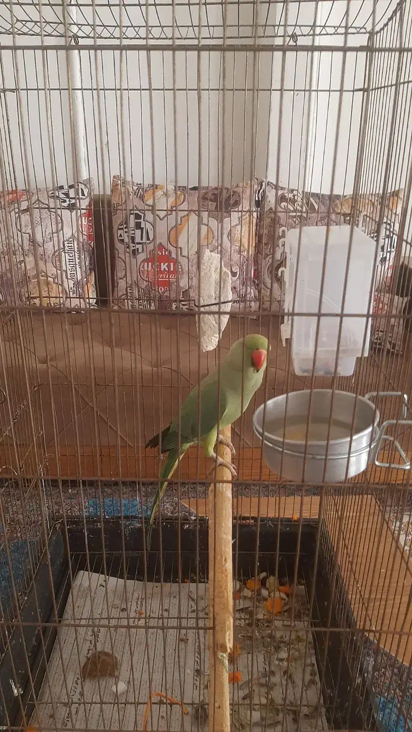 طوطی ملنگو سخنگو|پرنده|اندیشه, اندیشه فاز ۳|دیوار