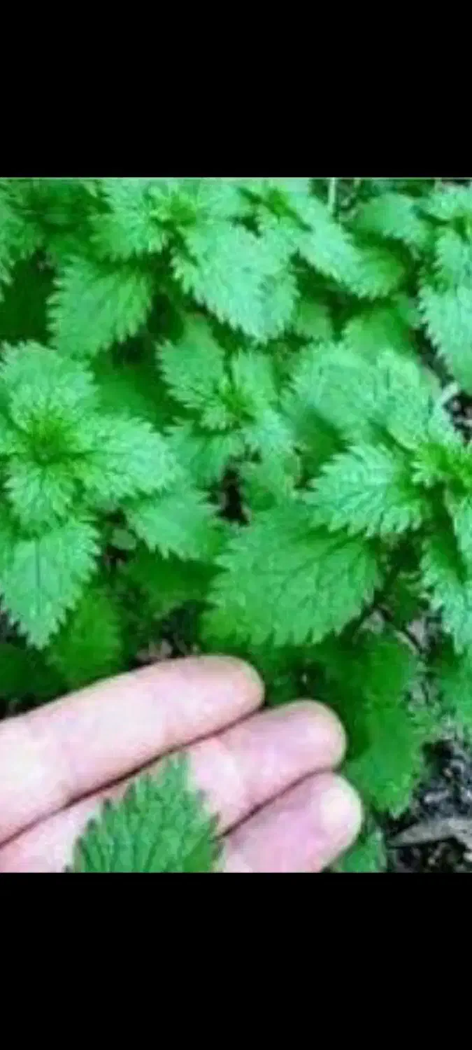 کانال‌مشاوره‌گیاهی‌‌|خدمات آموزشی|قم, بکایی|دیوار