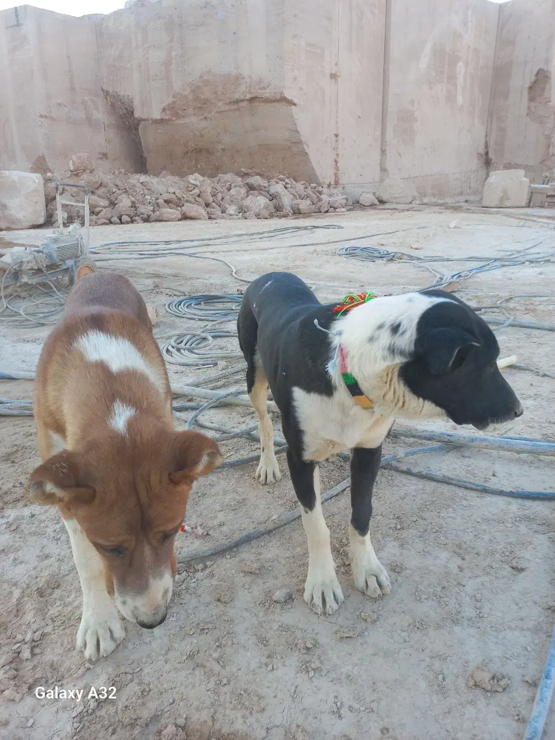 جوفت نر و ۸ ماهه|سگ|محلات, |دیوار