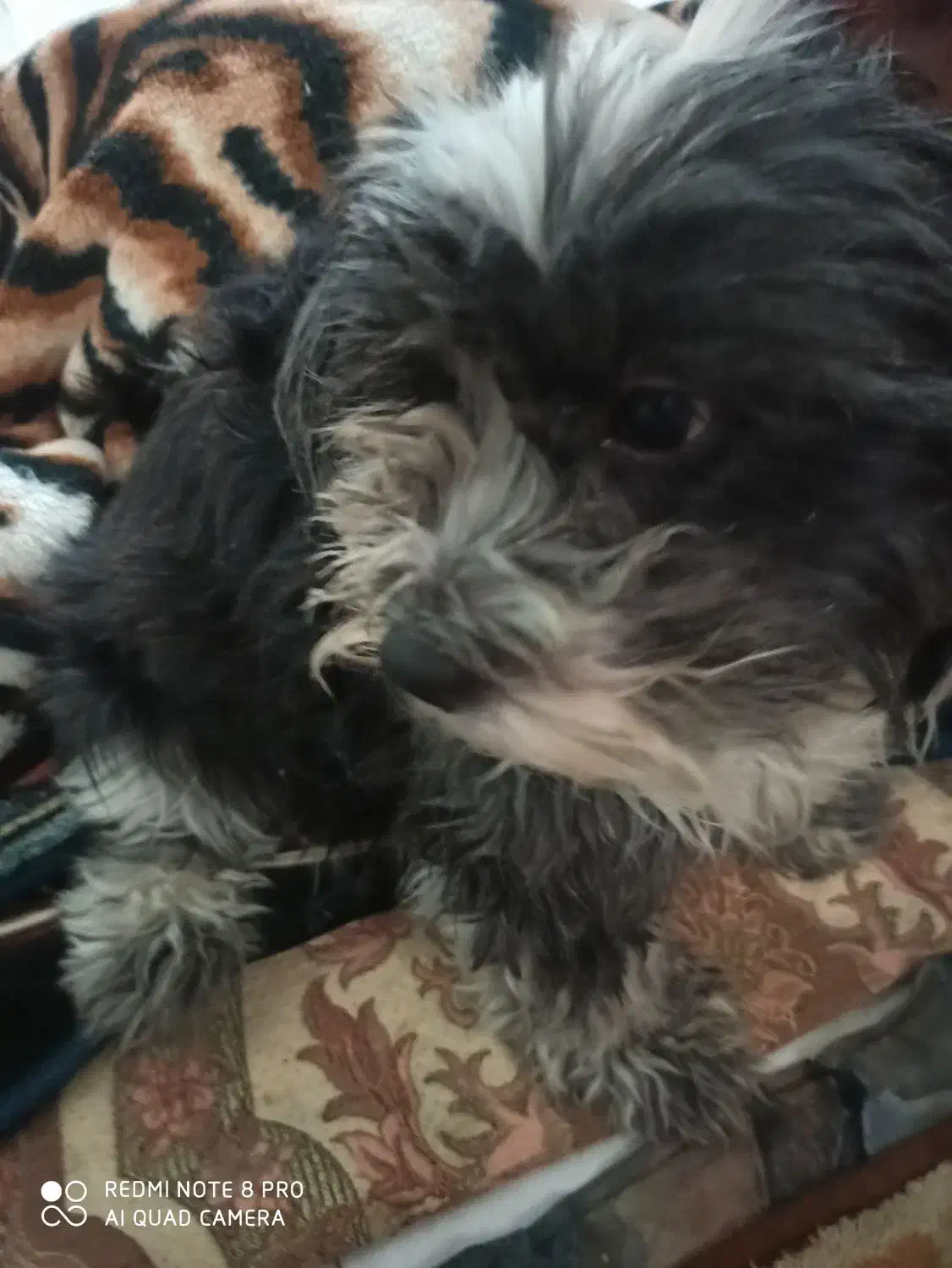 شیتزو مالتیز واگذاری|سگ|کرج, کیانمهر|دیوار