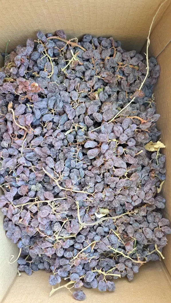 فرخی مویز|خوردنی و آشامیدنی|زند, |دیوار