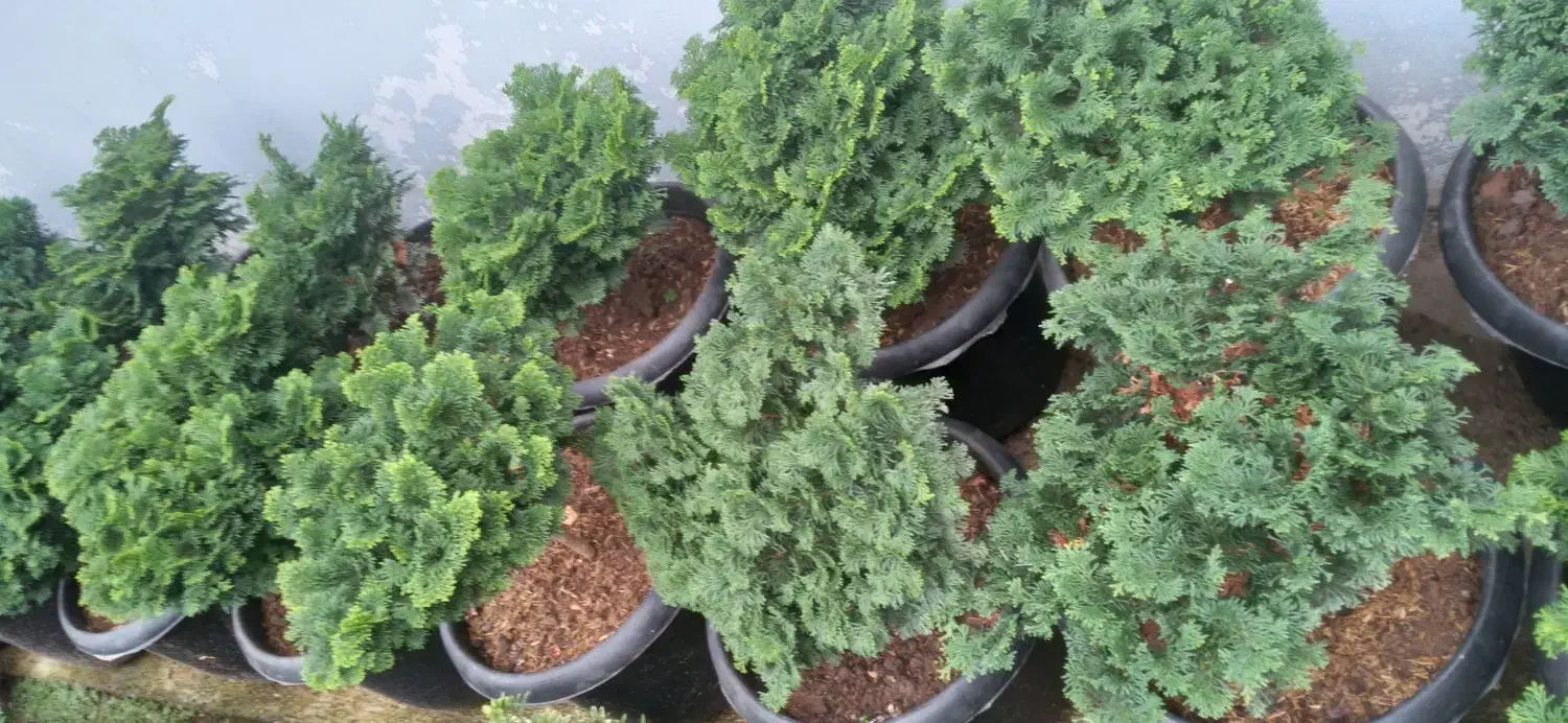 نانا وصال|حراج|چابکسر, |دیوار