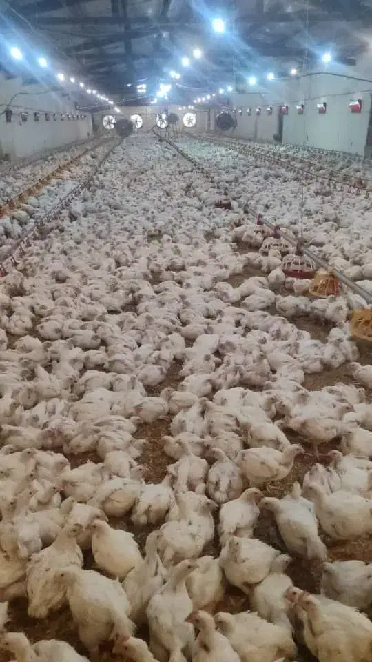 فروش مرغداری 41 هزار قطعه/ فول اتوماتیک|فروش دفتر صنعتی، کشاورزی، تجاری|ملایر, |دیوار