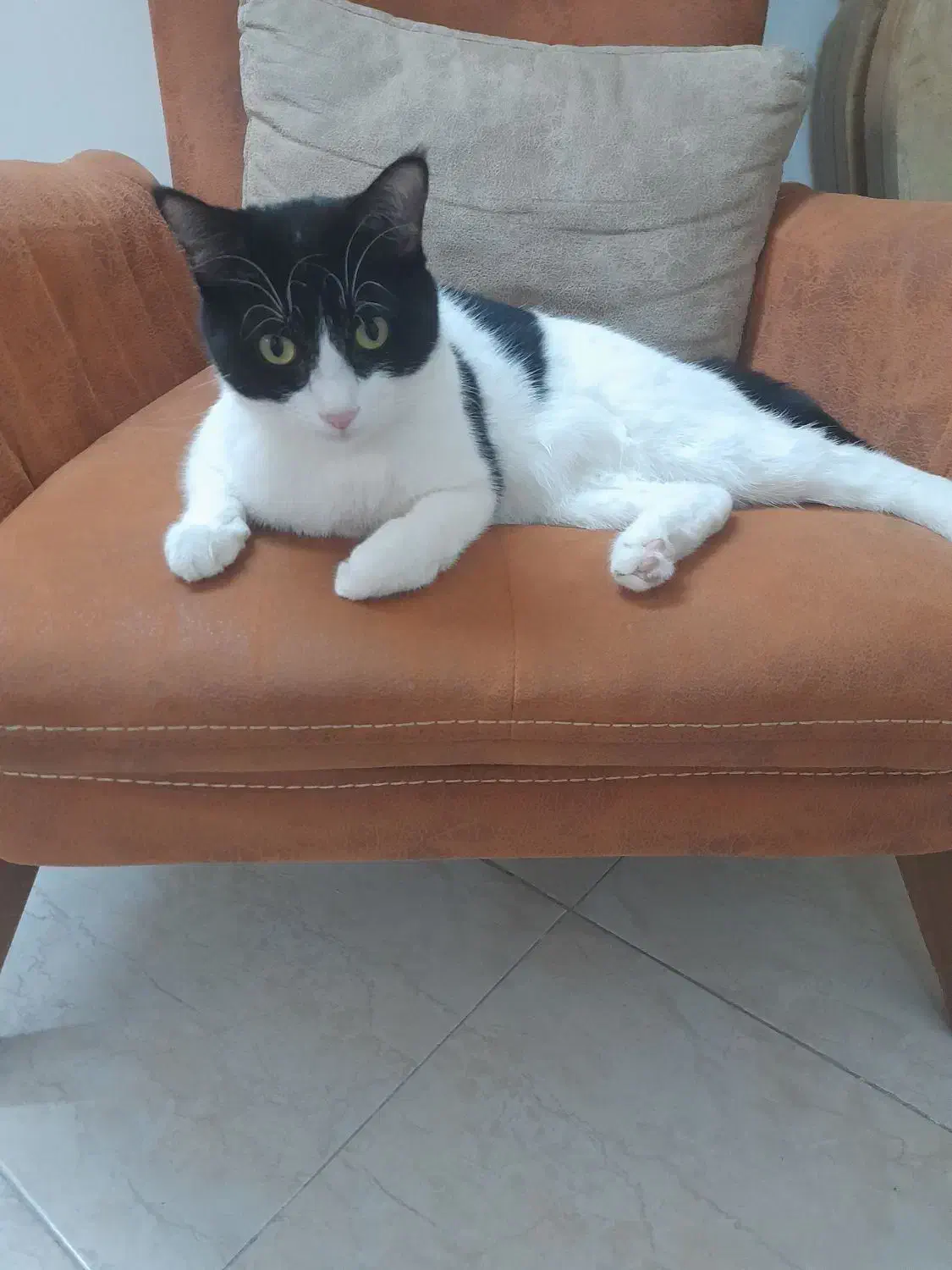 میلو خوشکل و ناز|گربه|شاهرود, |دیوار