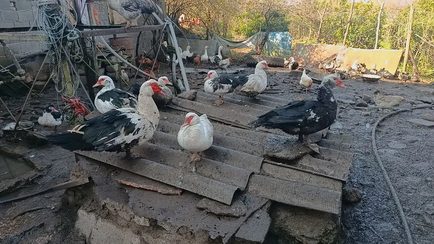 فروش اردک اسراییلی و غاز لیندا|حیوانات مزرعه|ساری, |دیوار