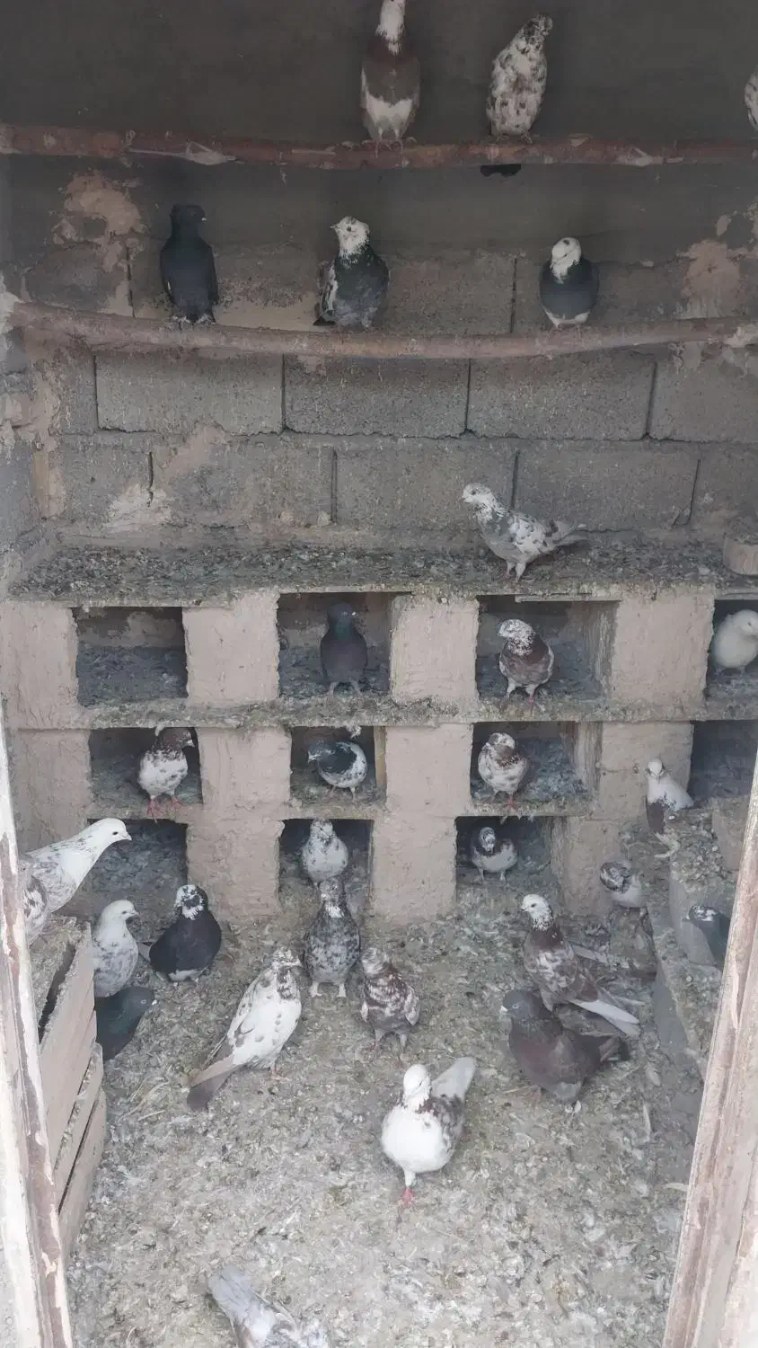 کبوتر برای فروش کل مجموعه|پرنده|خوی, |دیوار