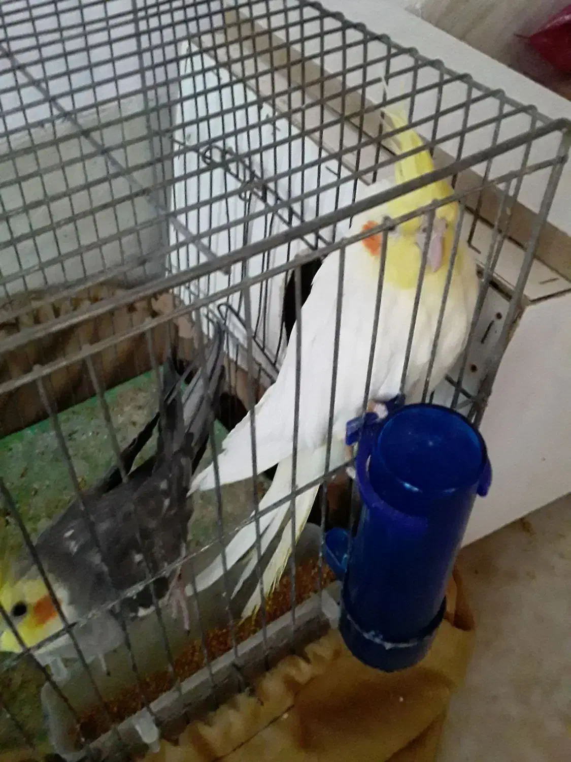 دو عدد عروس هلندی|پرنده|شاهین دژ, |دیوار