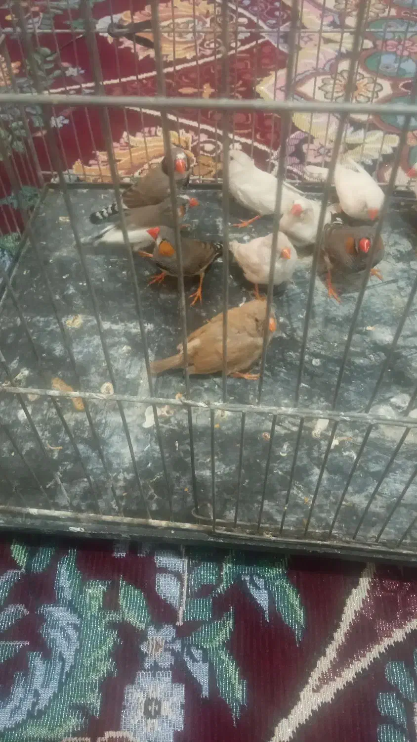فنچ|پرنده|گرگان, |دیوار