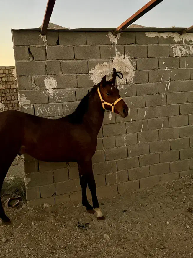 کره اسب نریان ۱۷ماهه|اسب و تجهیزات اسب‌سواری|تهران, خاوران|دیوار