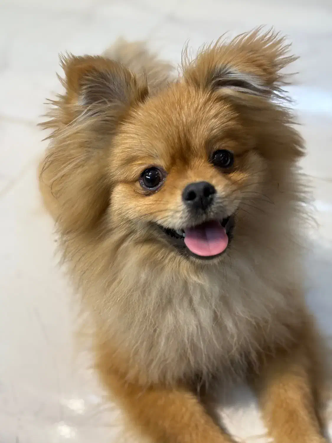 پامر خرسی اصلی ۵ ماهه|سگ|تهران, استاد معین|دیوار