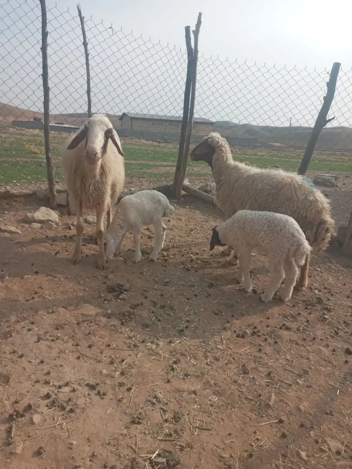 میش و بره|حیوانات مزرعه|آبدانان, |دیوار