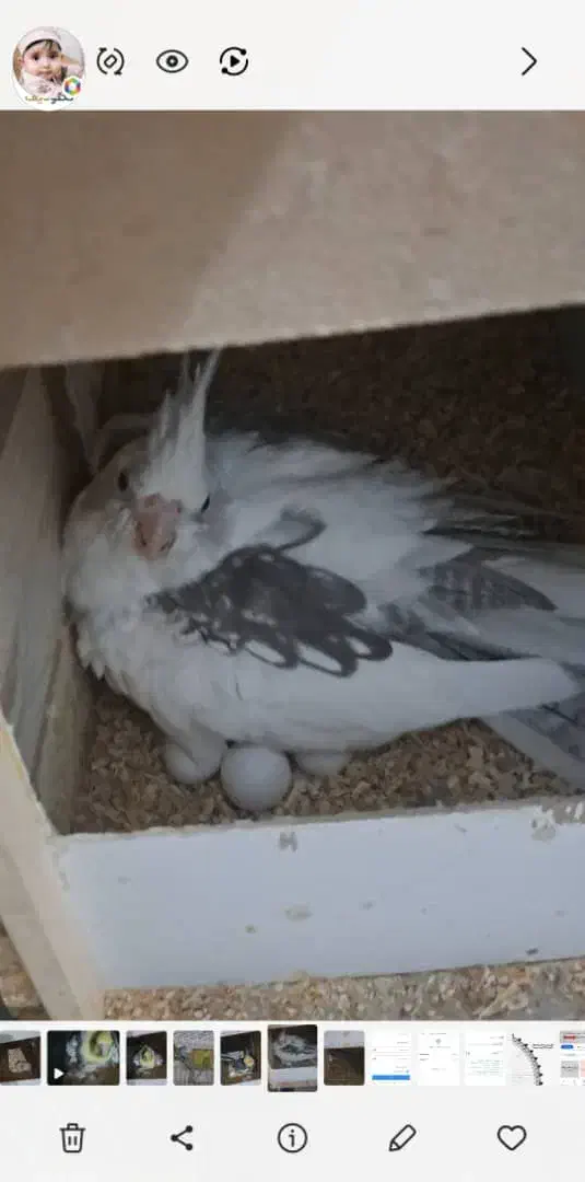 عروس هلندی|پرنده|نظرآباد, نظرآباد|دیوار