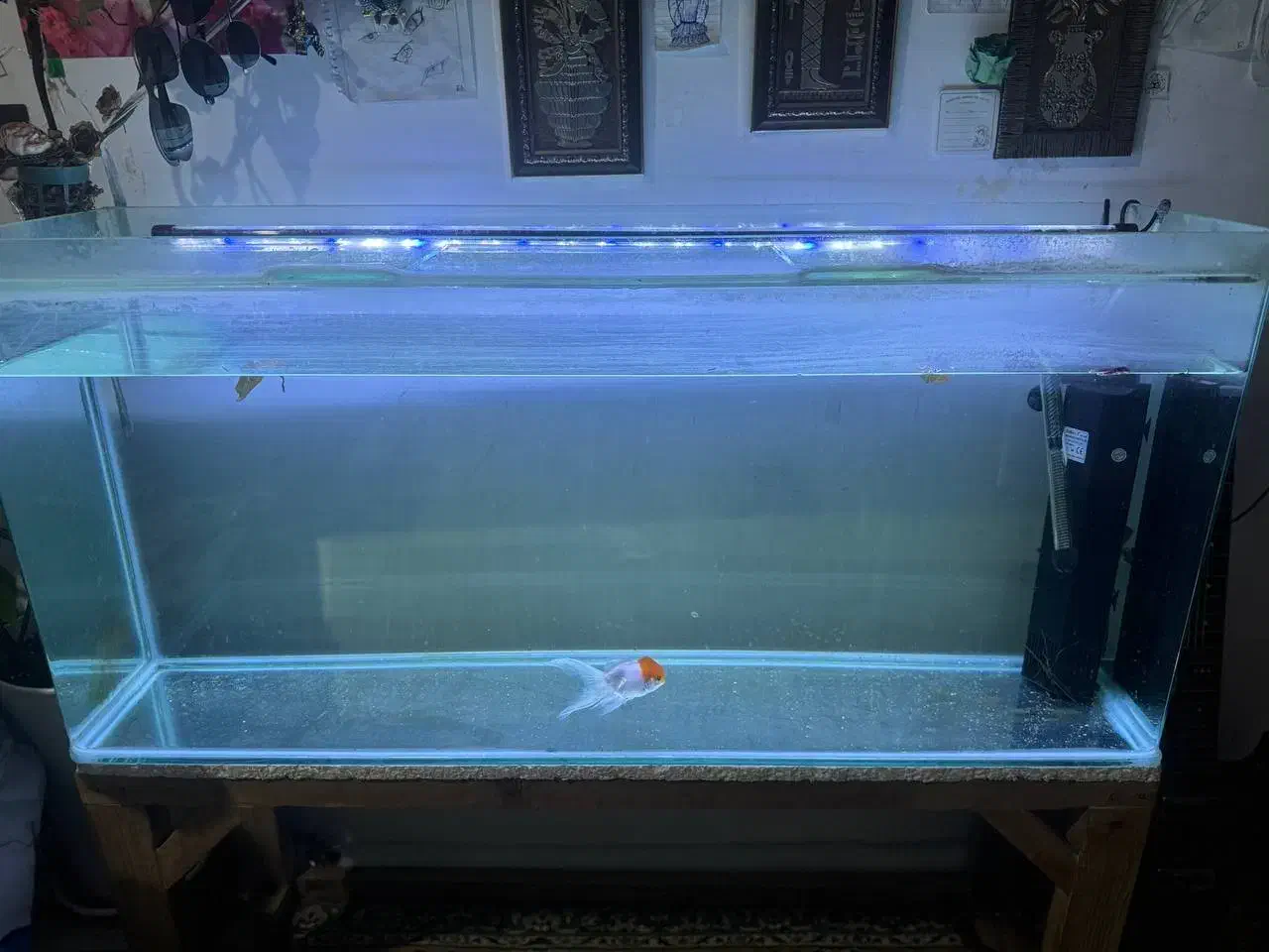 اکواریوم|ماهی|سنندج, |دیوار