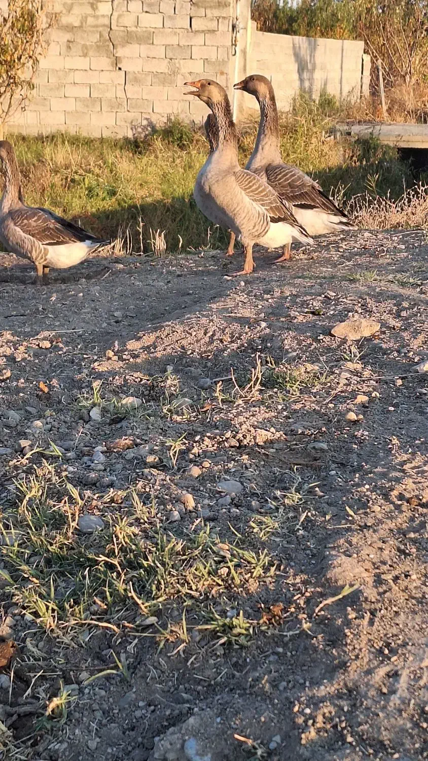 غاز|حیوانات مزرعه|ارومیه, |دیوار