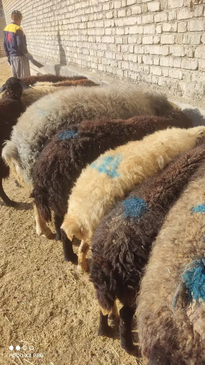 قوچ گله|حیوانات مزرعه|نوبران, |دیوار